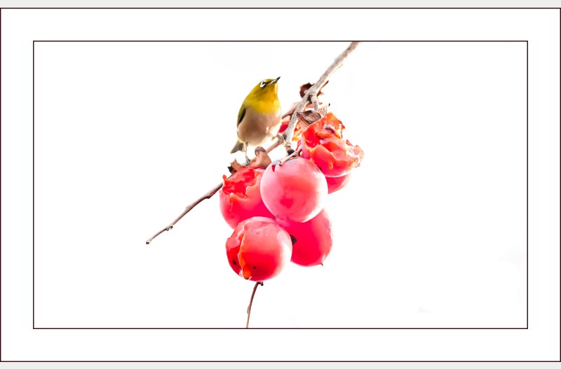 욕심 많은 동박이...