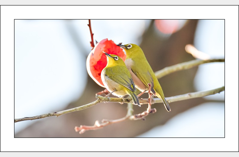 사이좋은 동박이...