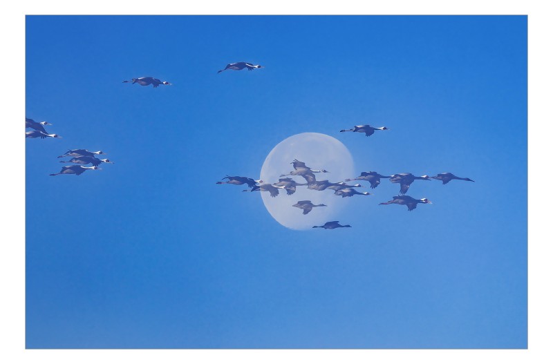 재두루미 달빛 속으로