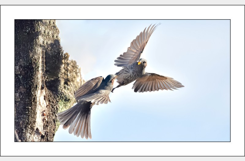 직바구리결투..