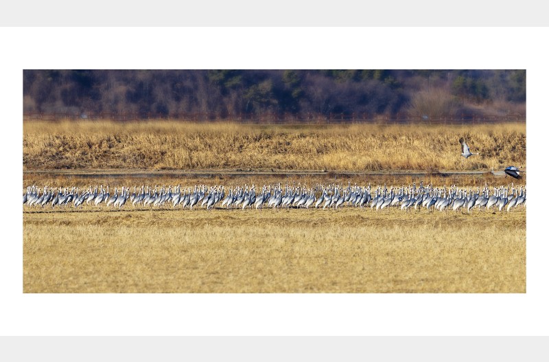 재두루미의 질서