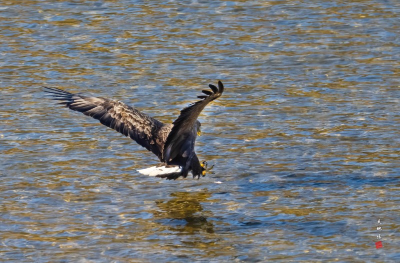 흰꼬리수리 먹이활동