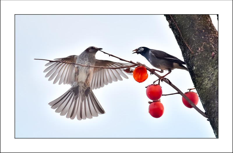 찌르레기와 직바구리..