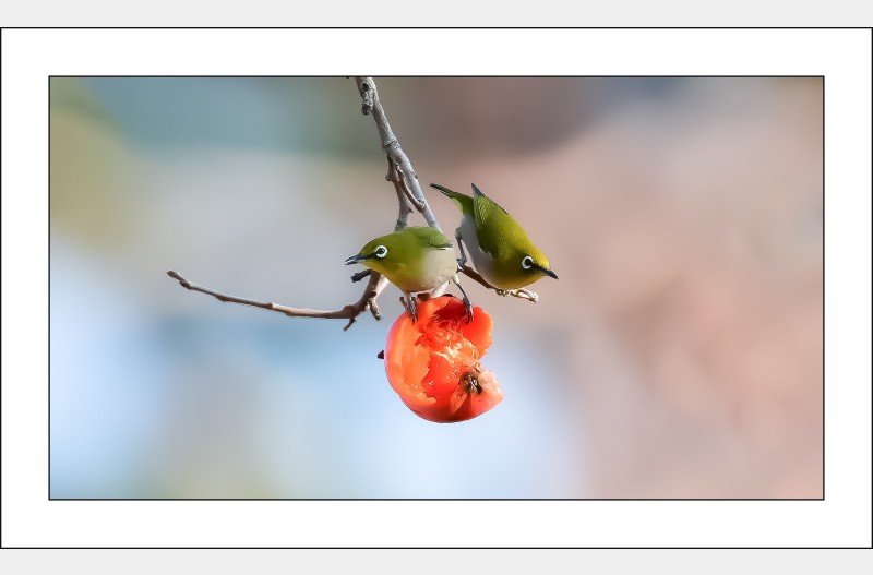 사이좋은 동박이..