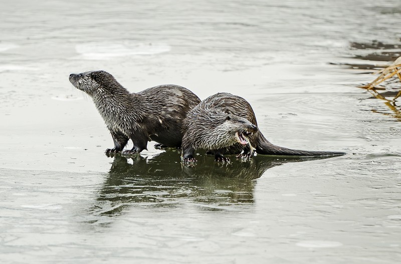 덕진공원수달가족