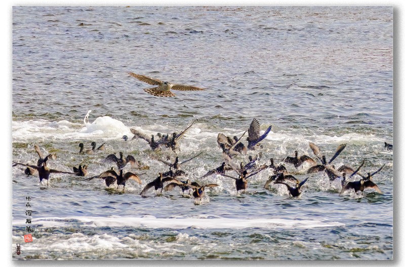 참매 물닭사냥실패