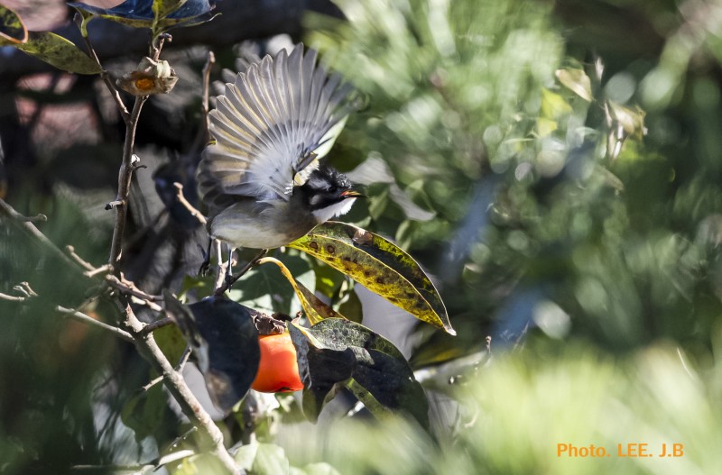 검은이마직박구리