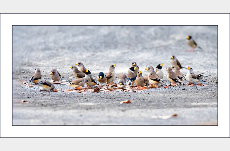 밀화부리 쉼터...