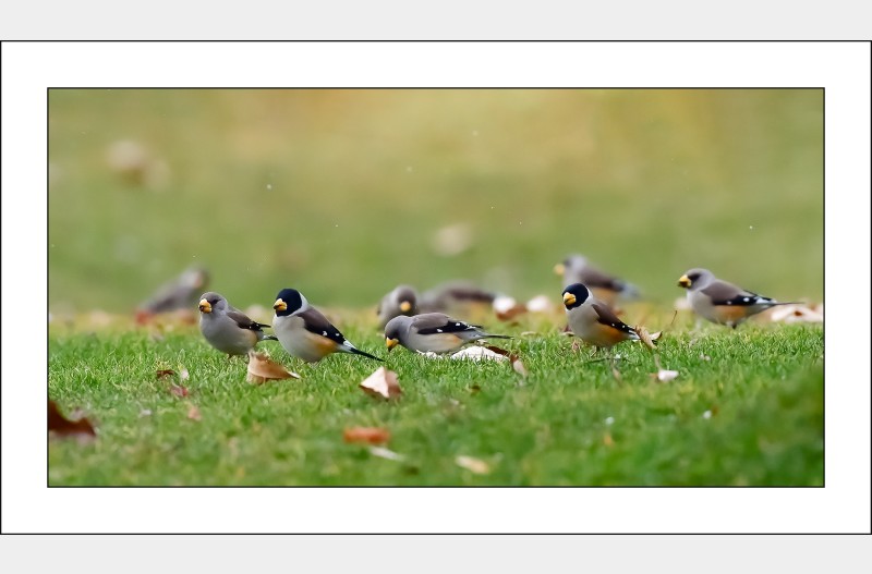 밀화부리놀이터,,