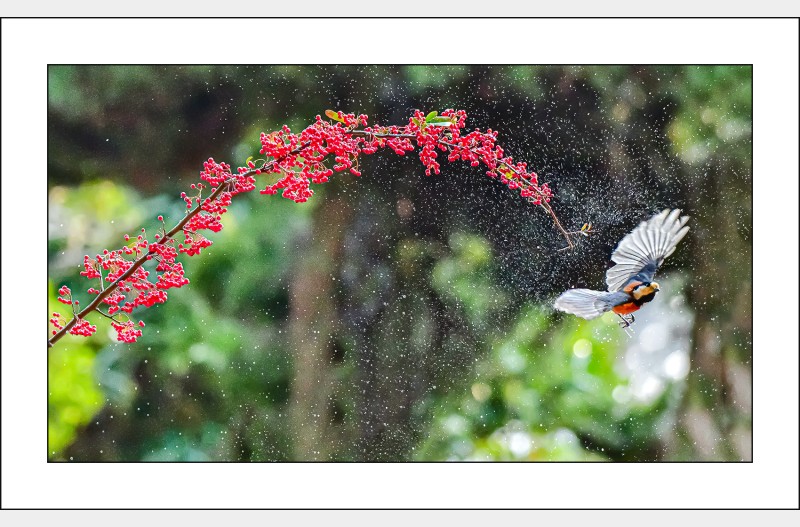 곤줄박이랑놀기..