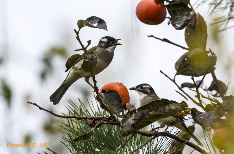 검은이마직박구리