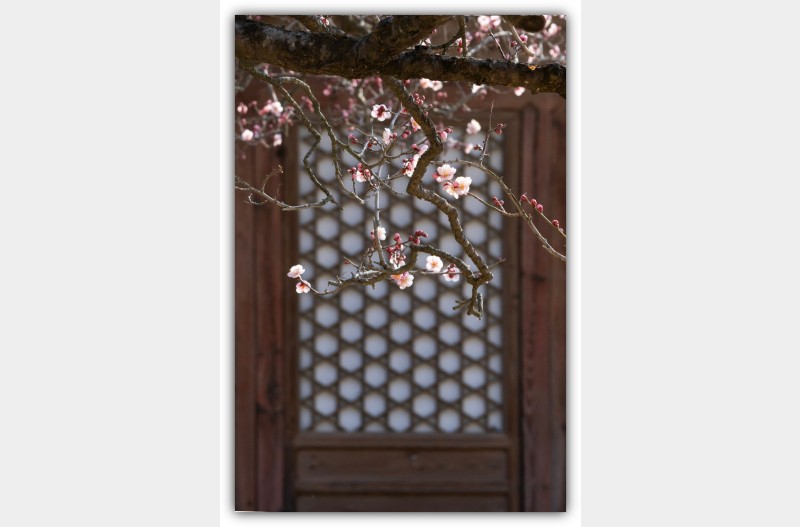 문살에 피는 홍매화