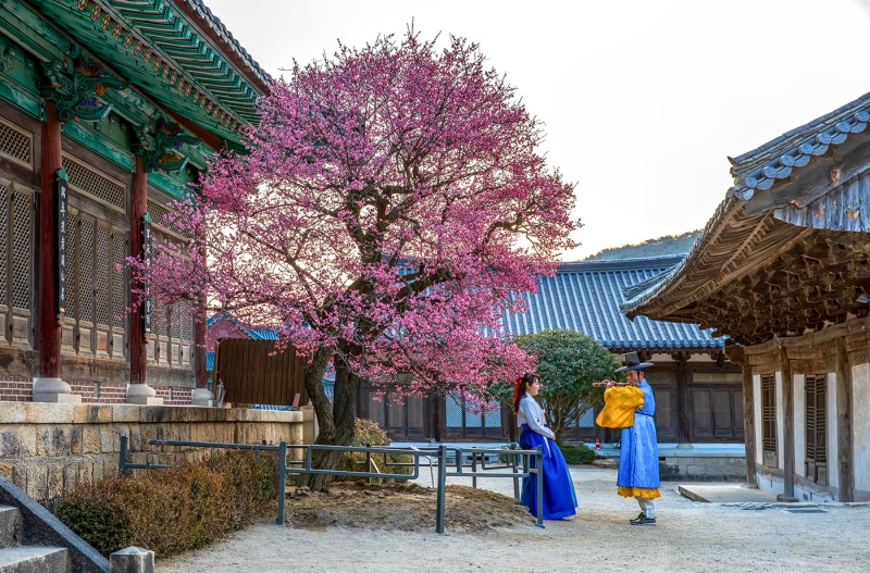 밤 향기에 취해 보는 홍매화