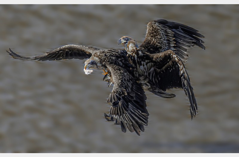 수리먹이사냥사냥