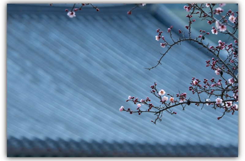 기와에 피는 매화